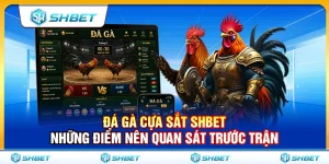 Đá Gà Cựa Sắt SHBET – Những Điểm Nên Quan Sát Trước Trận
