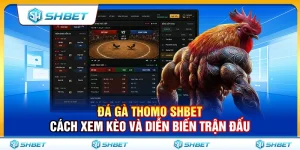 Đá Gà Thomo SHBET – Cách Xem Kèo Và Diễn Biến Trận Đấu Chuẩn Xác Nhất