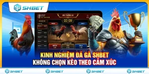 Kinh Nghiệm Đá Gà SHBET Không Chọn Kèo Theo Cảm Xúc