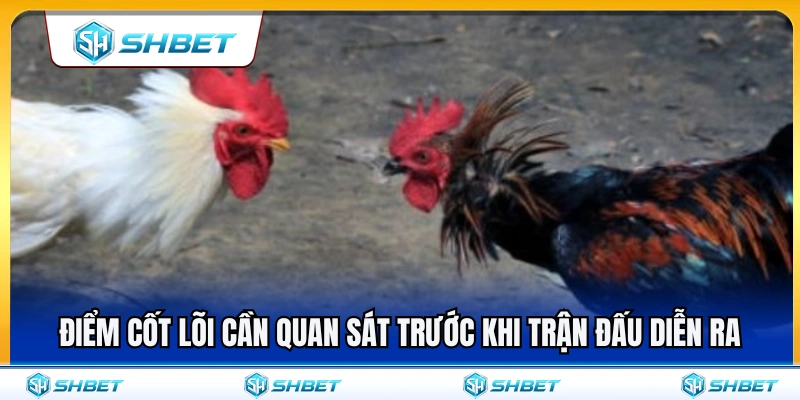 Đá Gà Cựa Sắt SHBET – Những Điểm Nên Quan Sát Trước Trận 3 Những yếu tố quan trọng cần soi trước giờ gà đá