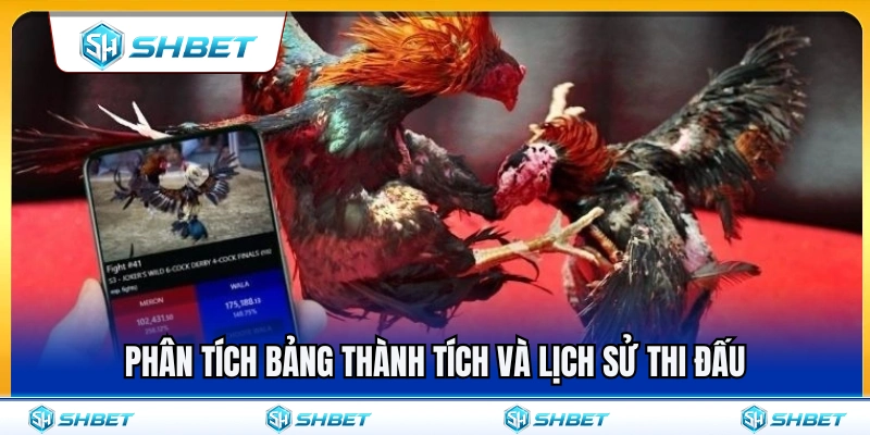 Đá Gà Cựa Sắt SHBET – Những Điểm Nên Quan Sát Trước Trận 4 Mẹo phân tích phong độ và lịch sử giao đấu
