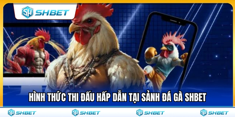 Đá Gà SHBET – Theo Dõi Trận Đấu Live Và Kèo Trước Giờ Đá 2 Các hình thức chọi gà cực hot tại sảnh đá gà SHBET