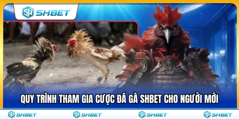 Đá Gà SHBET – Theo Dõi Trận Đấu Live Và Kèo Trước Giờ Đá 3 Hướng dẫn các bước cược đá gà SHBET cho tân thủ