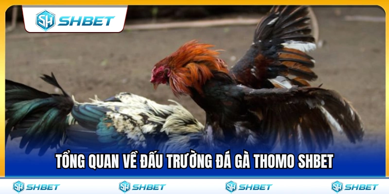 Khái quát về sảnh đá gà Thomo SHBET 