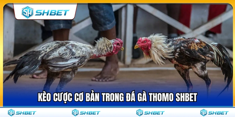 Các loại kèo cược cơ bản khi chơi đá gà Thomo SHBET 