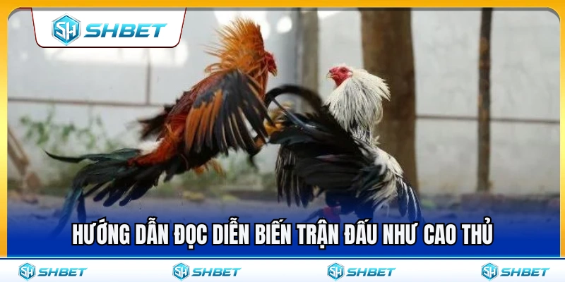 Bí quyết theo dõi diễn biến trận đá gà chuẩn như cao thủ 