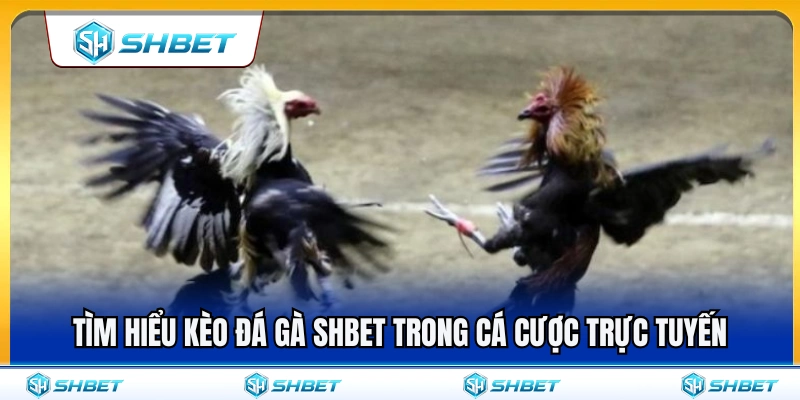 Kèo Đá Gà SHBET – Cách Nhìn Tỷ Lệ Trước Khi Chọn Cửa 2 Tìm hiểu về kèo đá gà SHBET trực tuyến