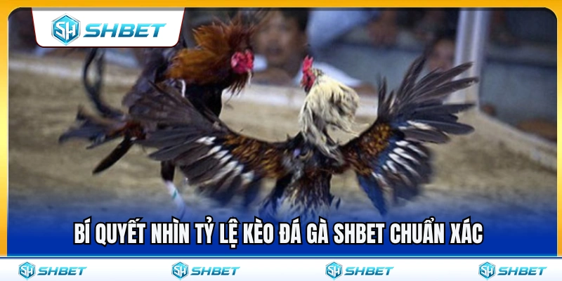 Kèo Đá Gà SHBET – Cách Nhìn Tỷ Lệ Trước Khi Chọn Cửa 3 Mẹo soi tỷ lệ kèo đá gà SHBET chuẩn xác nhất