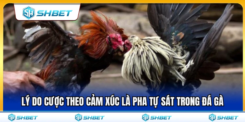 Kinh Nghiệm Đá Gà SHBET Không Chọn Kèo Theo Cảm Xúc 2 Vì sao cược theo cảm xúc là quyết định tự sát khi chơi đá gà