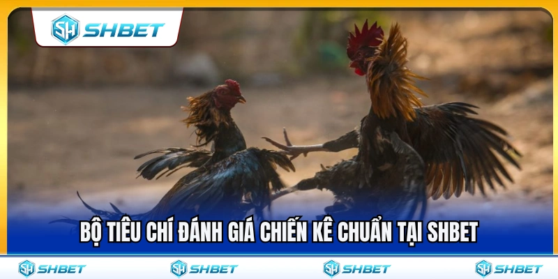 Kinh Nghiệm Đá Gà SHBET Không Chọn Kèo Theo Cảm Xúc 3 Bộ quy chuẩn soi chiến kê cực chuẩn ở SHBET